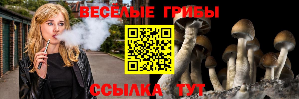 Псилоцибиновые грибы Cubensis Кувандык